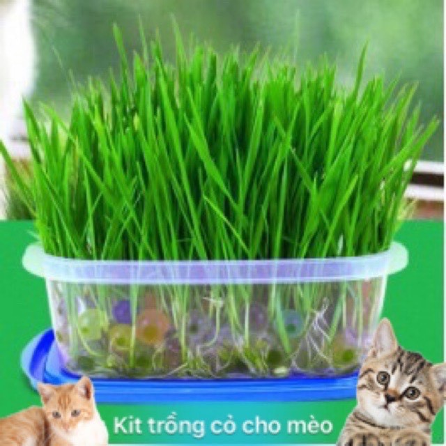 Cỏ mèo tươi - set cỏ mèo tự trồng