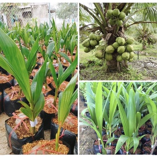 cây dừa xiêm xanh lùn tứ quý