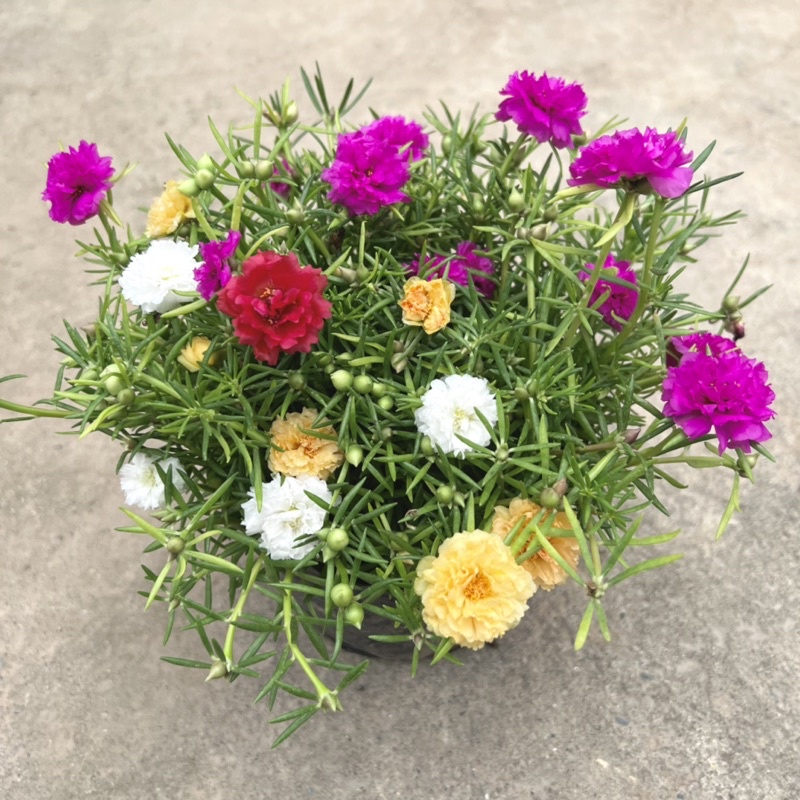 Cây hoa 10 giờ trồng bịch xum xuê thân nhánh, cây hoa cảnh rất dễ trồng và chăm sóc, trồng ven tường rào và ban công