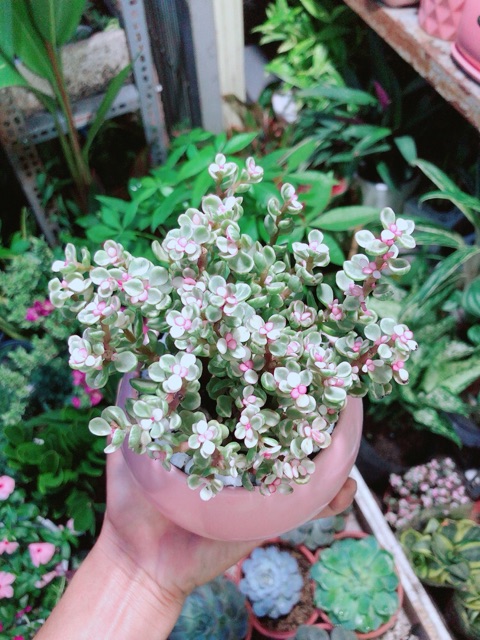 Chậu Đô La Hồng