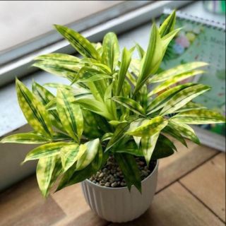 Cây trúc nhật vàng, Cây trúc nhật đốm