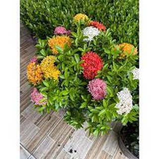 Giống Hoa Mẫu Đơn Ngũ Sắc Dạng Bụi Ra Hoa Sau 2 Tháng