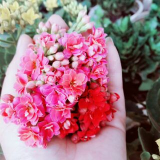 Cành sống đời kép nhiều màu