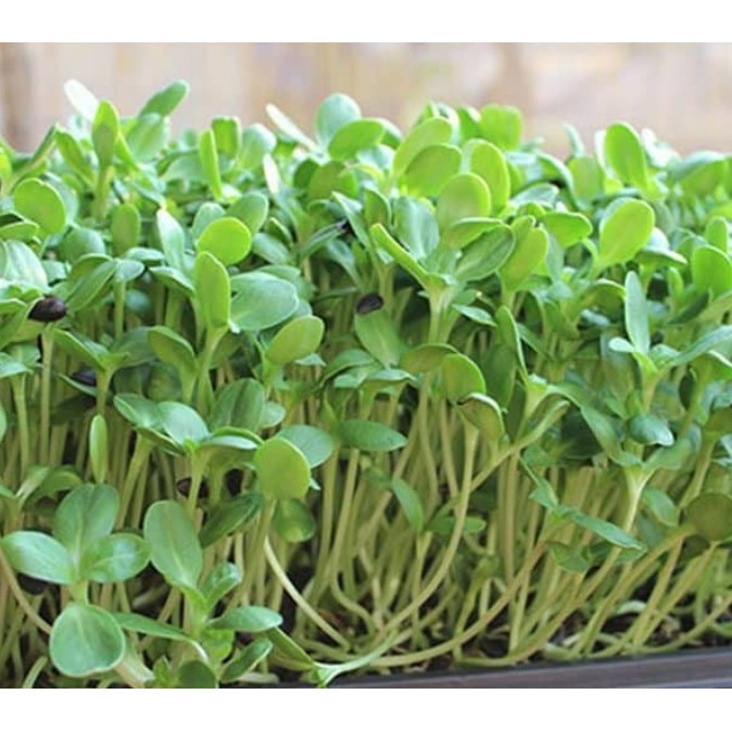 HẠT MẦM HƯỚNG DƯƠNG - GÓI 50 GRAM