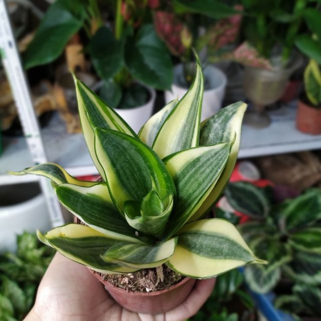 Cây lưỡi hổ thái viền vàng