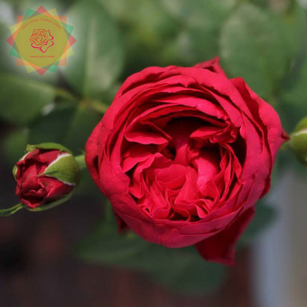Cây hoa hồng ngoại Red Eden đỏ  bông siêu bền - Hoa hồng Thăng Long Flower
