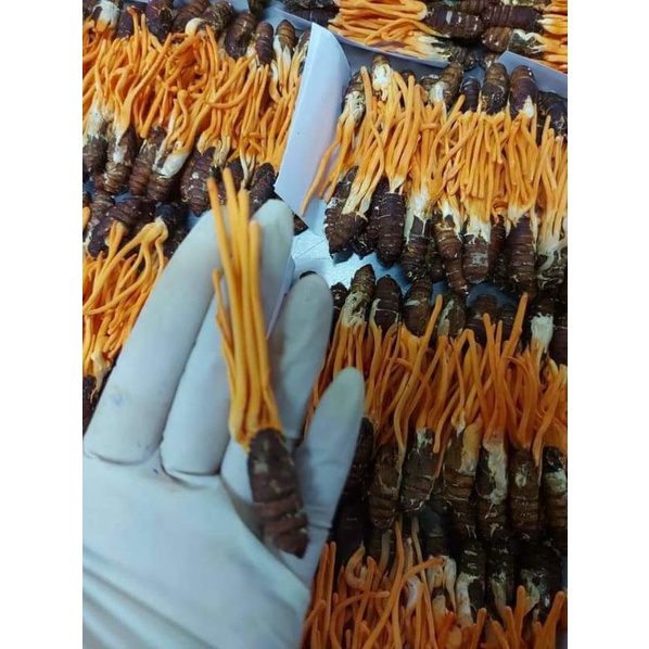 Đông trùng hạ thảo nhộng khô 1 con