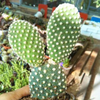 Xương rồng tai thỏ trắng