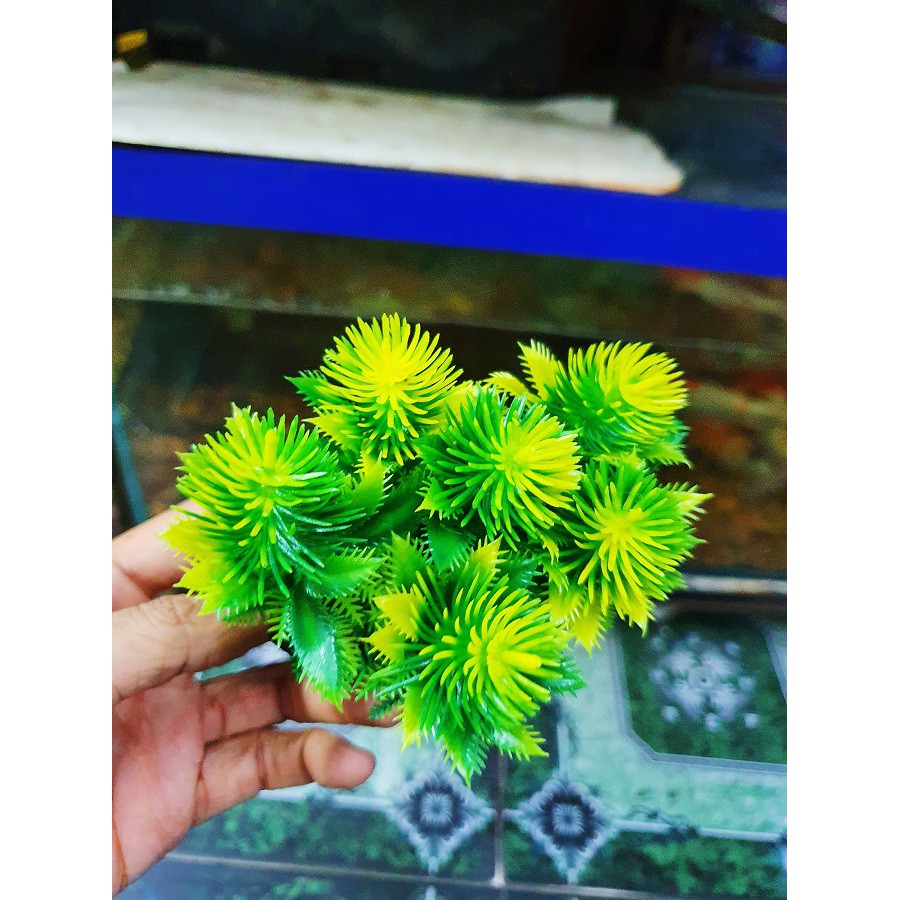 RONG TRANG TRÍ HỒ CÁ NON BỘ CAO 10CM