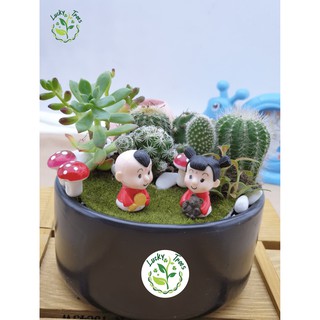 Sương rồng cả chậu