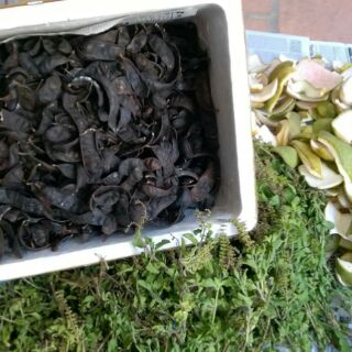 NƯỚC BỒ KẾT - THẢO DƯỢC
