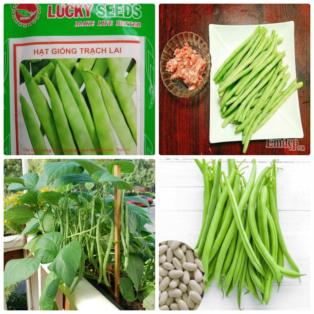 Cung Cấp Hạt giống đậu trạch lai LUCKY SEEDS -50gr hạt đẹp