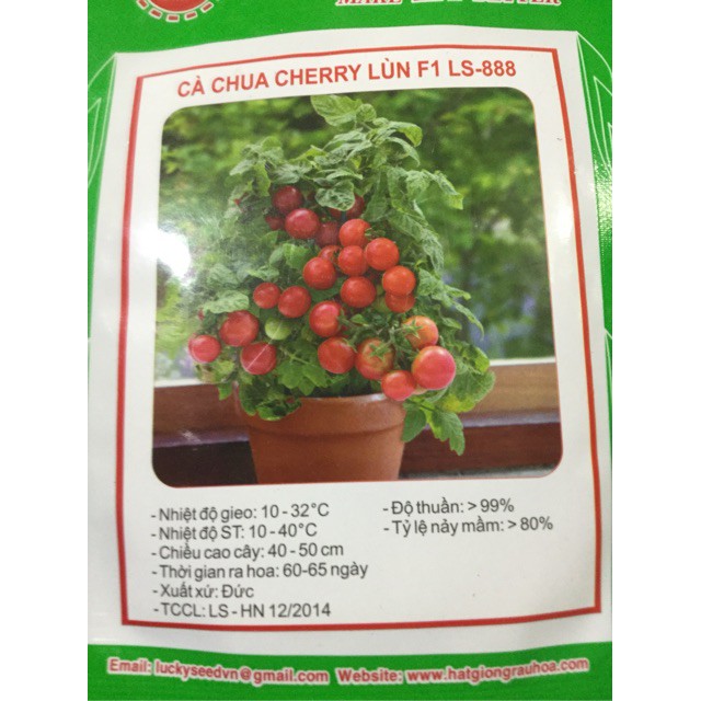 CÀ CHUA CHERRY LÙN F1 NHẬP KHẨU.