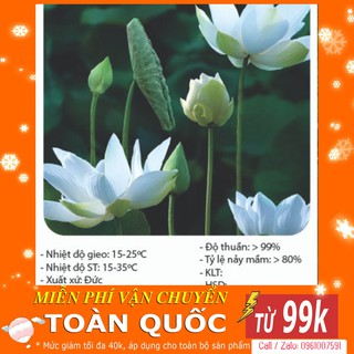 [TOP] Hạt Giống Hoa Sen Trắng - 4 Hạt [ Tặng Kèm 1 Viên Nén Xơ Dừa ]
