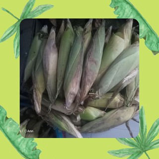 Bắp Nếp Ngon chỉ 5k/trái (Chị Nhận Giao TP.Thủ Đức)