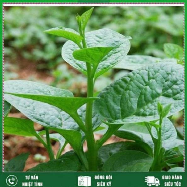 Hạt giống Mồng Tơi 20g. Rất dễ chăm sóc Nhất Việt