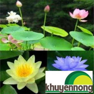 10 Hạt Sen nhật mini nhiều màu