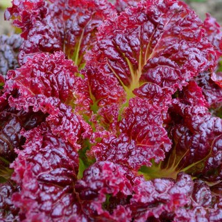 [Hạt Giống Thái Lan] Xà Lách Ruby Đỏ (Gói zin 5GRam)