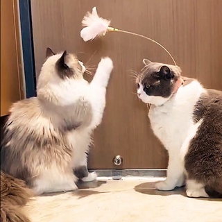VÒNG CỔ ĐỒ CHƠI CHO MÈO