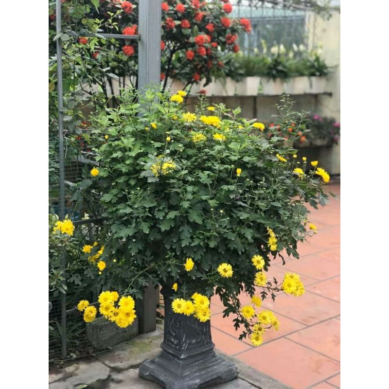 🍀Cúc Rủ Vàng Bông To 🍀