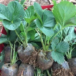 Dâu giống hana siêu ngọt