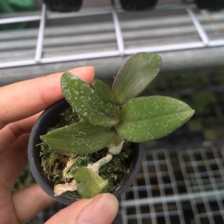 [FREESHIP TỪ 50K] Phi điệp hòa bình cốc giống