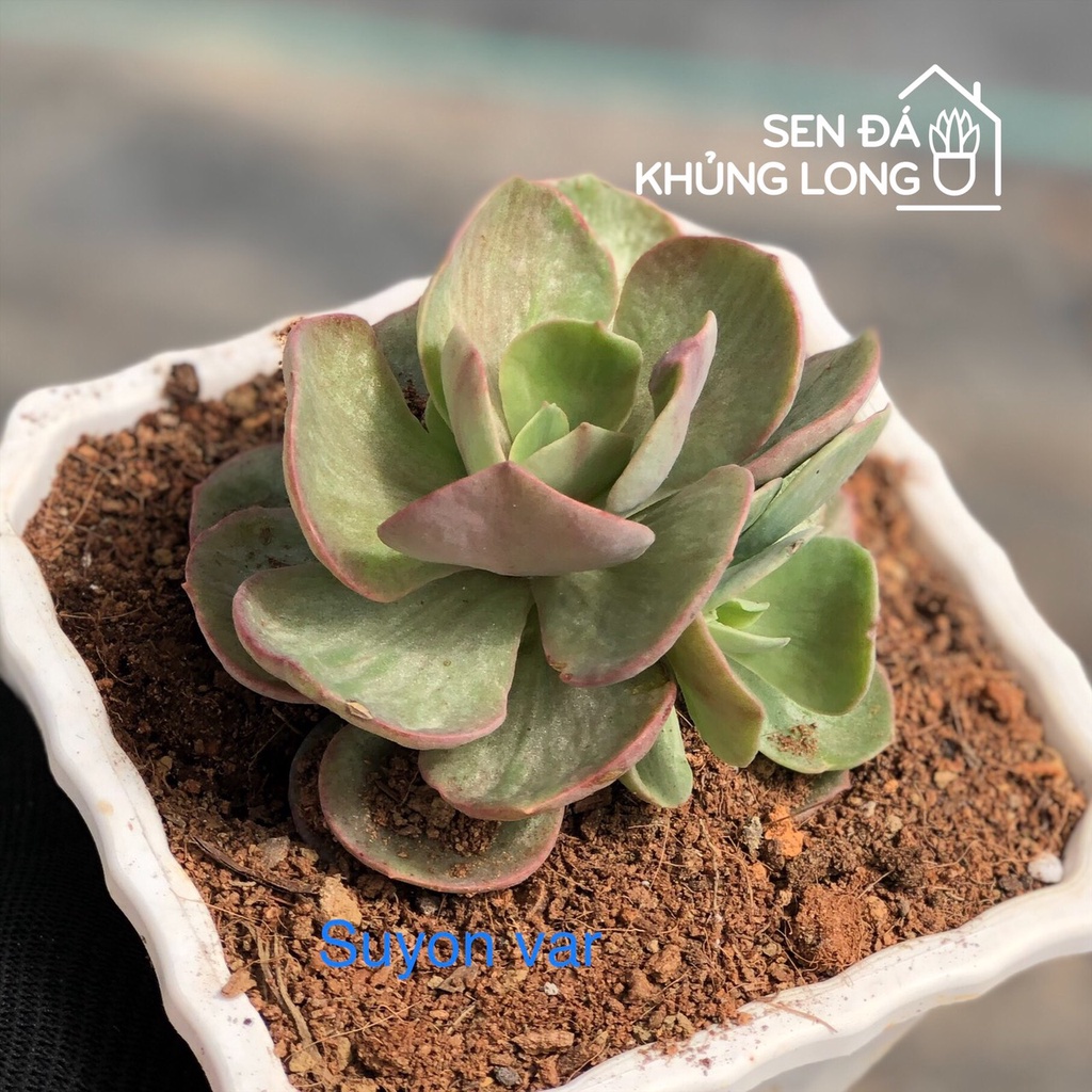 Sen đá suyon var đỏ - echeveria suyon frill