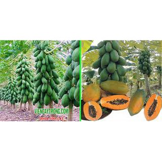 30 hạt giống đu đủ lùn quả dài siêu trái