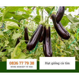 Hạt giống cà tím dài - hatgiong24h