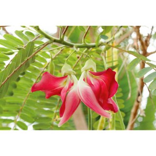 10h Hạt Giống Bông So Đũa Thái Đỏ