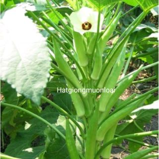 10gr Hạt Giống Đậu bắp xanh siêu trái