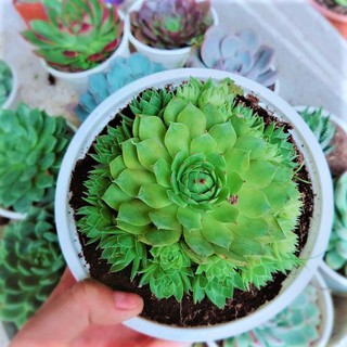SEN ĐÁ PHẬT BÀ BỤI - SEN ĐÁ BUÔN MA THUỘT