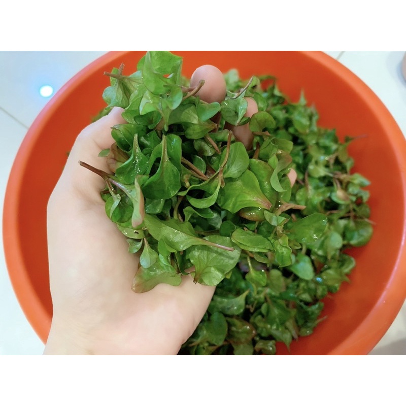 Chỉ giao hoả tốc - 150gr rau xà lách xoong Nhật