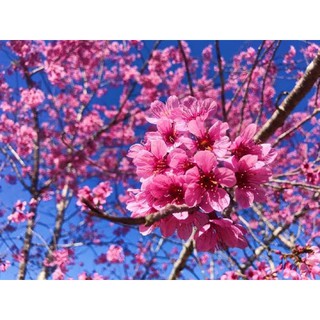 CÂY GIỐNG MAI ANH ĐÀO NHẬT BẢN, GIỐNG NHẬP KHẨU