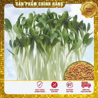 Hạt giống rau mầm cải thảo dược Methi