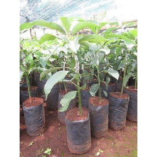 Cây Giống Bơ Sáp