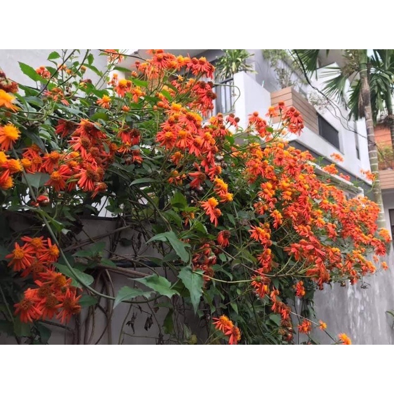 Cây giống  leo hoa lan hoàng dương/  mai thái xanh/ cúc leo mêxico
