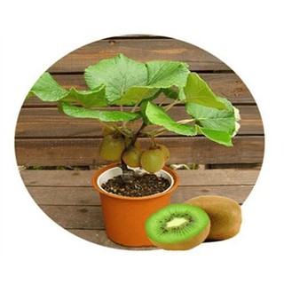 [HOT] Hạt Giống Quả Kiwi VIP ( 20 Hạt)