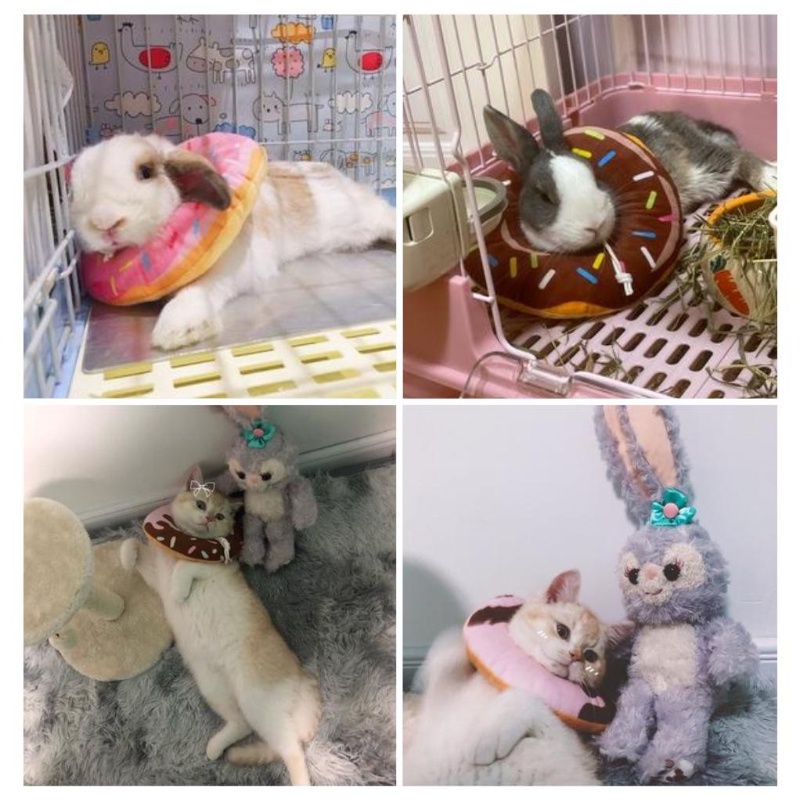 Vòng đeo cổ chống cắn chống liếm mềm mại xinh xắn cho thú cưng