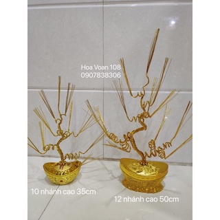 Gốc cây kim tiền( thỏi vàng +gốc)