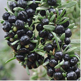 Hạt Giống Hắc Kỷ Tử Black Gojiberry (Lycium Ruthenicum) - Gói 50 Hạt KNS2141