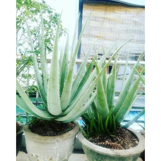 nha đam mỹ trưởng thành(2năm tuổi)