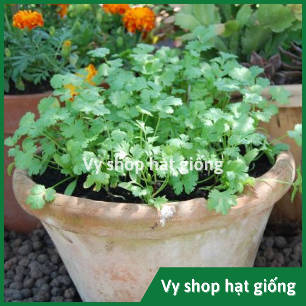 Hạt giống rau mùi ta  Thái Lan gói 870 hạt