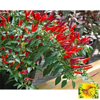 ⚡️ HẠT GIỐNG ỚT CHỈ THIÊN CHÙM⚡️ SIÊU CAY SIÊU NĂNG XUẤT