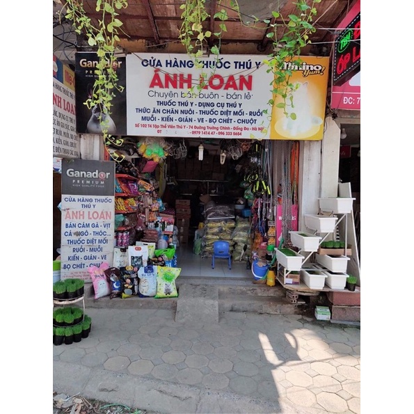 Cỏ Bạc Hà cho Mèo