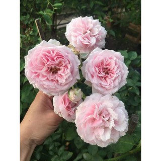 Cây giống hoa hồng cổ bạch vân khôi – giống hồng cổ quý nhất của việt nam + tặng 01 cây dâu da đất