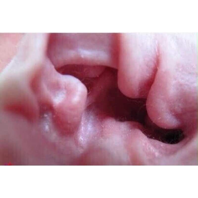 Bột nhổ lông tai Petis làm sạch lông an toàn tránh đau rát hạn chế mùi hôi trong tai cho Chó Mèo - OmonPet