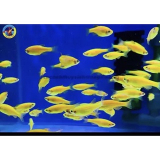 Cá sọc ngựa xanh 5k/con