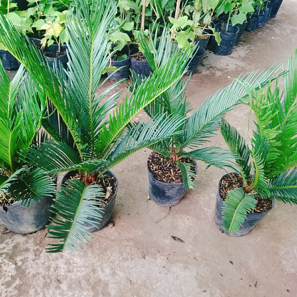 Cây thiên tuế  - cây cảnh để bàn