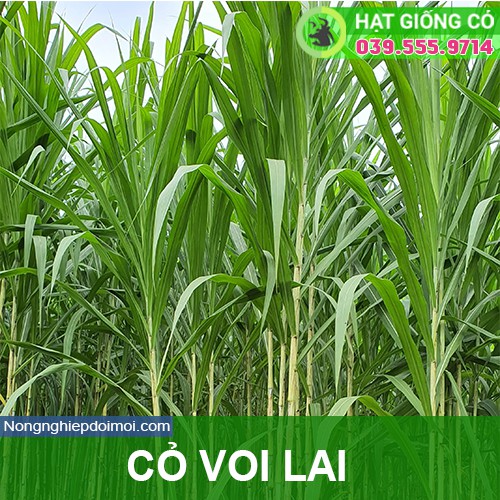 Hạt Giống Cỏ Voi Lai- Gói 200g